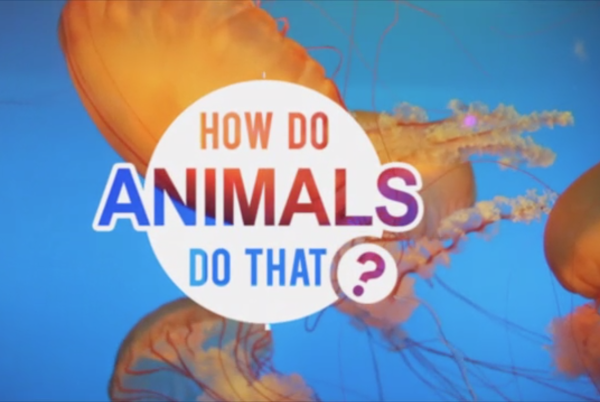 How Do Animals Do That? - Animal Planet